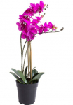 Botanic-Haus Kunstorchidee &raquo;Orchidee Bora&laquo;