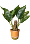 Creativ green Dirbtinis Zimmerpflanze &raquo;Blattpflanze Canna&laquo; im Paperpot