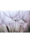 Papermoon Fototapetas &raquo;Purple Abstract Dandelion&laquo; glatt