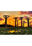 Papermoon Fototapetas &raquo;Baobabs Trees African Sunset&laquo; glatt