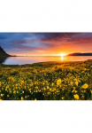 Papermoon Fototapetas &raquo;Flower Field Kirkjufell Iceland&laquo; glatt
