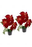 I.GE.A. Dirbtinis augalas &raquo;Samt-Poinsettie&laquo; im puodas 2vnt. rinkinys