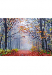 Papermoon Fototapetas &raquo;Foggy Autumn Forest Road&laquo; glatt