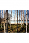 Papermoon Fototapetas &raquo;Finnish Forest of Birch Trees&laquo; glatt