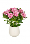Creativ green Dirbtinis augalas &raquo;Hortensie&laquo; im eleganten puodas
