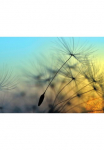 living walls Fototapetas &raquo;Designwalls Flying Dandelion 1&laquo; glatt Vlies Wand Schr&auml;ge Užklotas