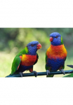 Papermoon Fototapetas &raquo;Rainbow Lorikeets Birds&laquo; glatt