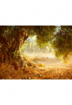 Papermoon Fototapetas &raquo;Old Olive Tree&laquo; glatt